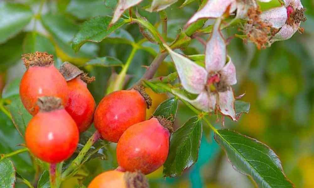 Rosehip tree